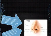 PPT Indra Penciuman | PDF