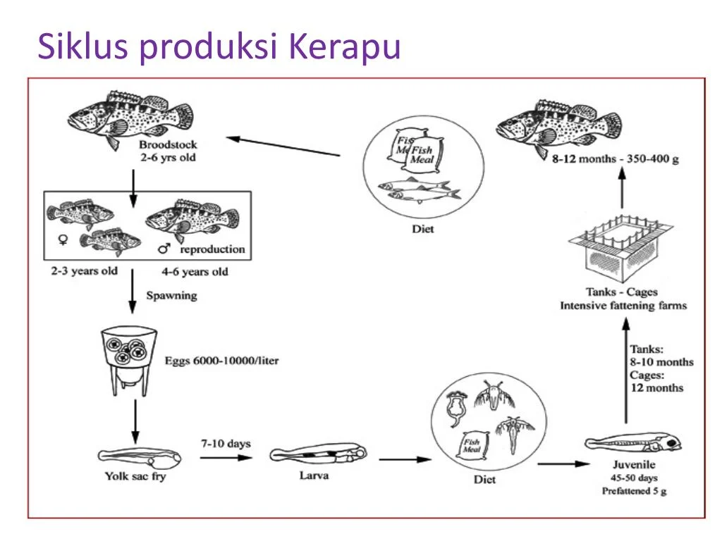 PPT - MANAJEMEN PEMBERIAN PAKAN DI PEMBENIHAN/HATCHERY PowerPoint