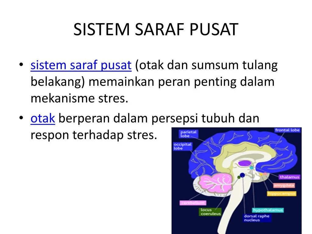 PPT - STRES DAN PENYAKIT PowerPoint Presentation, free download - ID