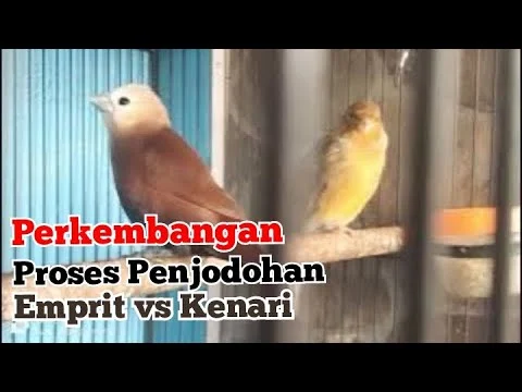 Proses Penjodohan Burung Emprit Sama Kenari Part 7 - YouTube