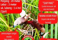 Racun Burung Emprit di Sawah: Mengenal Bahaya dan Cara Pengendalian