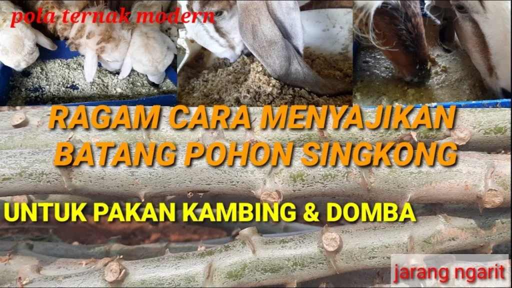 RAGAM CARA MENYAJIKAN BATANG POHON SINGKONG UNTUK PAKAN KAMBING DAN