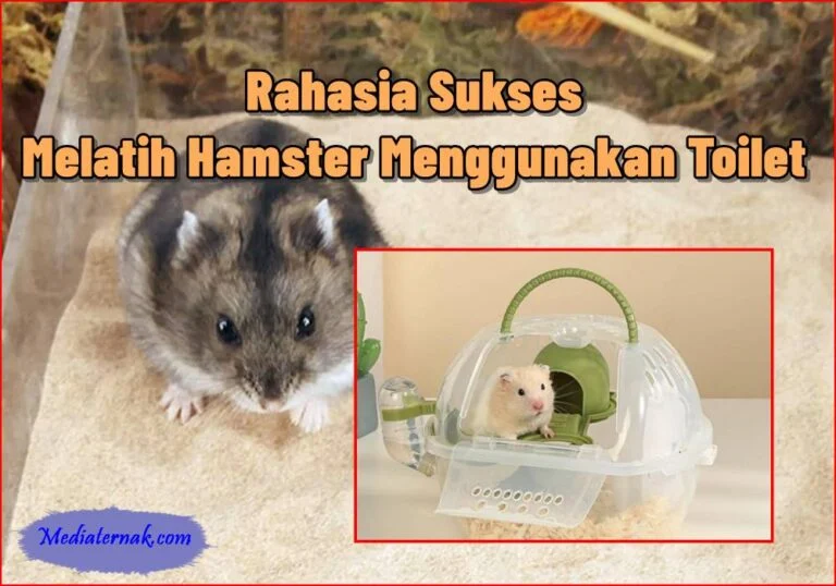 Rahasia Sukses Melatih Hamster Menggunakan Toilet - MediaTernak.Com