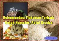 Rekomendasi Makanan Terbaik untuk Hamster, Patut Dicoba - MediaTernak.Com