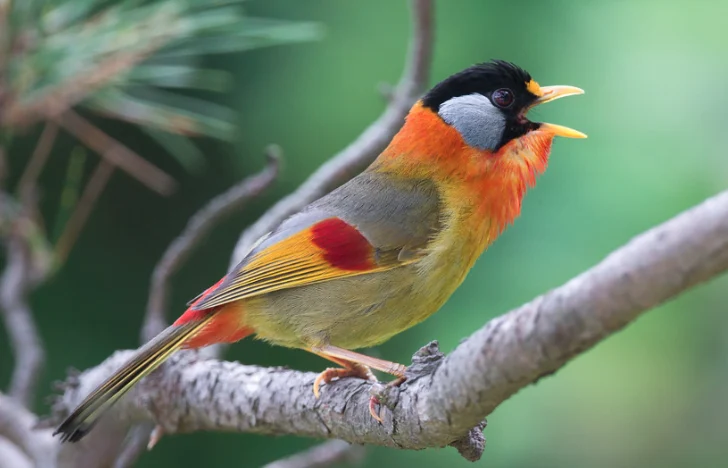 Seputar Burung Pancawarna Ciri Fisik, Karakter dan Suara Kicauannya