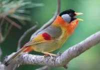 Seputar Burung Pancawarna Ciri Fisik, Karakter dan Suara Kicauannya