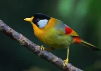 Seputar Burung Pancawarna Ciri Fisik, Karakter dan Suara Kicauannya