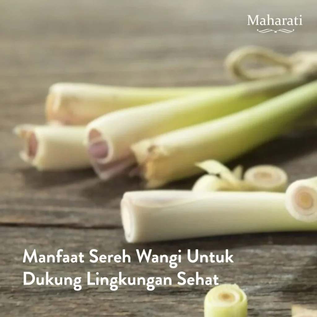 Serai si Alami Pengusir Nyamuk. Pengusir Nyamuk Alami | by Maharati
