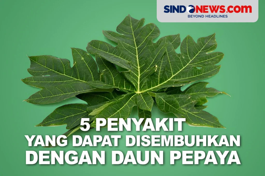 SINDOgrafis: 5 Penyakit yang Dapat Disembuhkan dengan Daun Pepaya