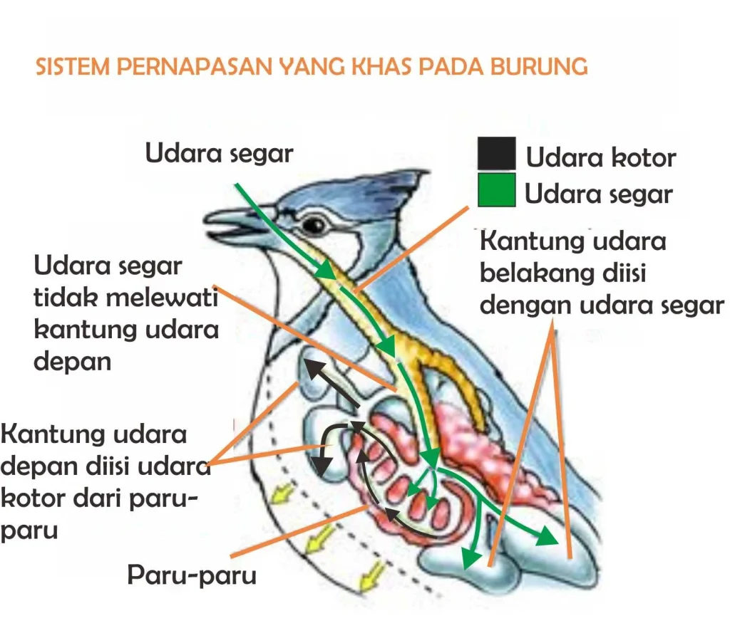 Sistem Pernapasan Burung | BioFuntastic