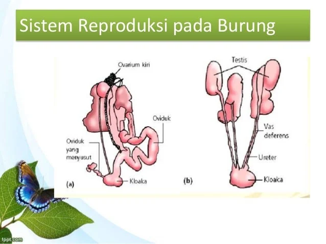 Sistem Reproduksi Aves - Perumperindo.co.id