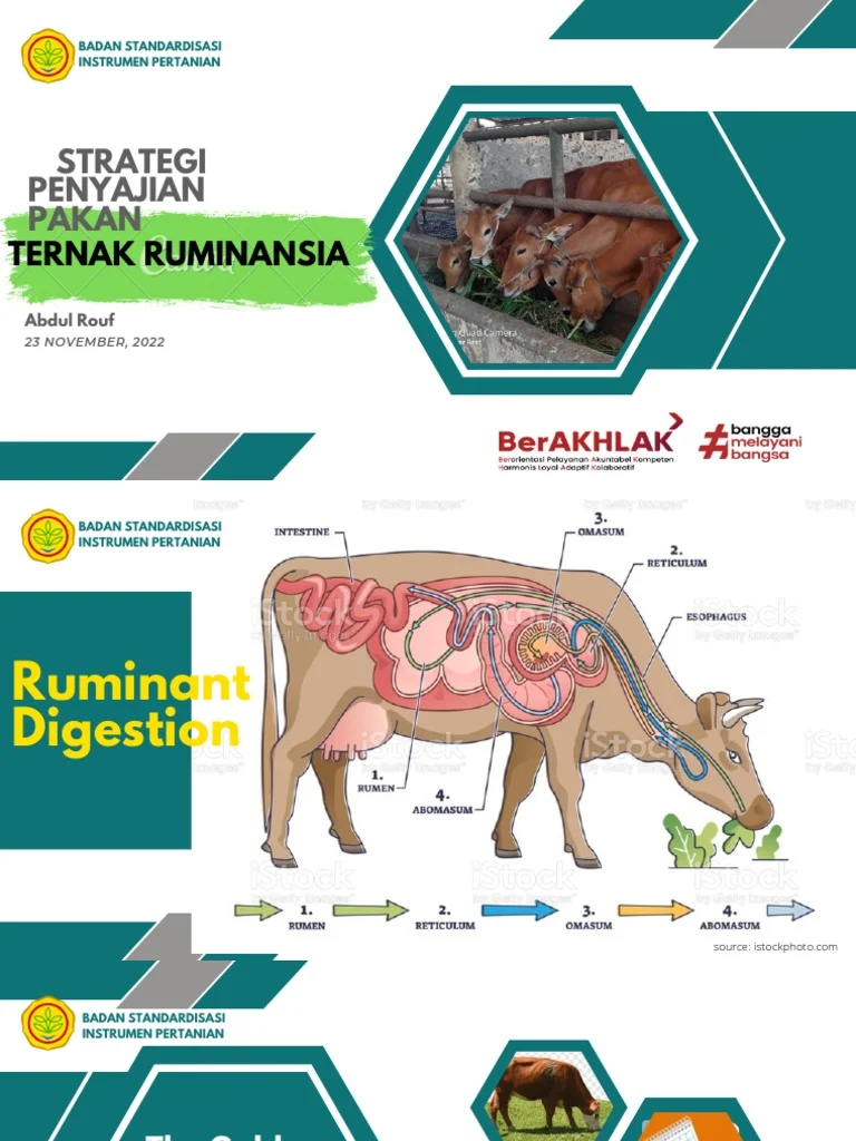 Strategi Pemberian Pakan Ternak Ruminansia | PDF