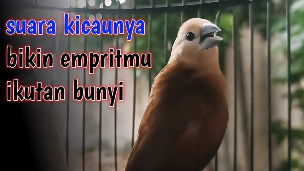 Suara Burung Emprit Kaji Betina: Karakteristik dan Keunikannya
