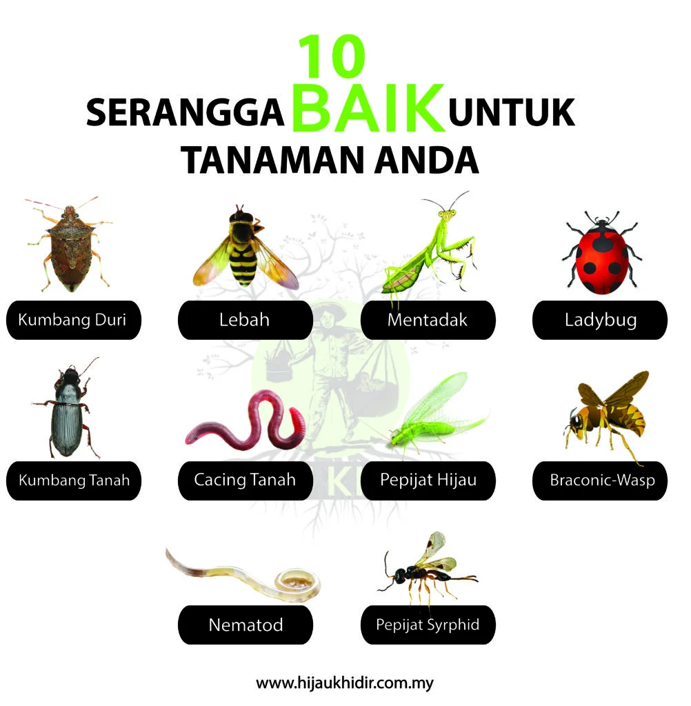 Tak Semua Serangga Jahat, 10 Serangga Baik Untuk Kebun - Hijau Khidir