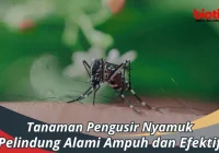 Tanaman Pengusir Nyamuk - Pelindung Alami Ampuh dan Efektif - Biotifor