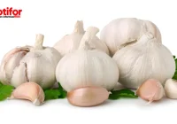 Tanaman Pengusir Nyamuk - Pelindung Alami Ampuh dan Efektif - Biotifor