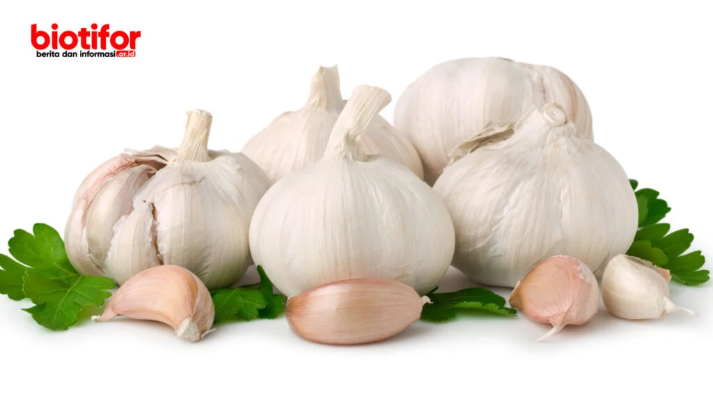 Tanaman Pengusir Nyamuk - Pelindung Alami Ampuh dan Efektif - Biotifor