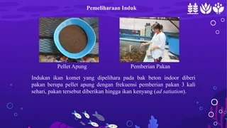 Teknik Pemijahan Ikan hias Komet PPT Oke | PPTX