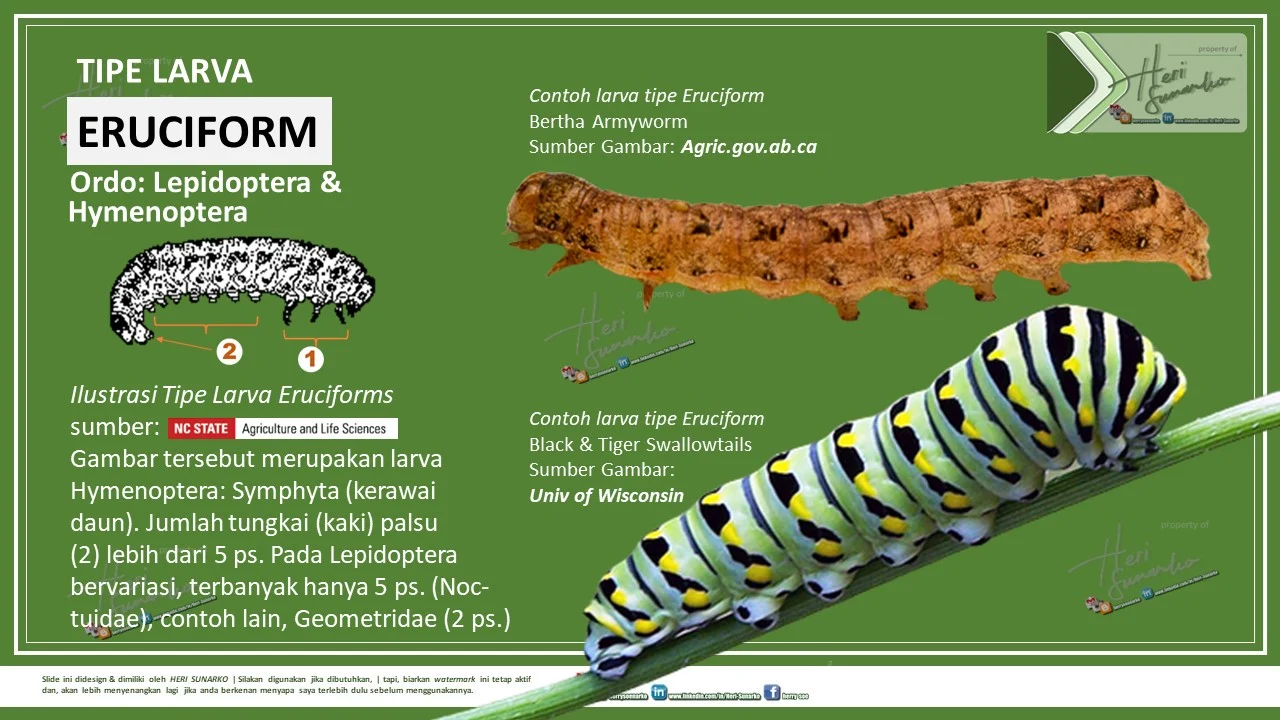 TIPE-TIPE LARVA SERANGGA