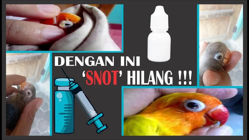 TIPS AMPUH !! MENGHILANGKAN PENYAKIT SNOT PADA BURUNG LOVE BIRD
