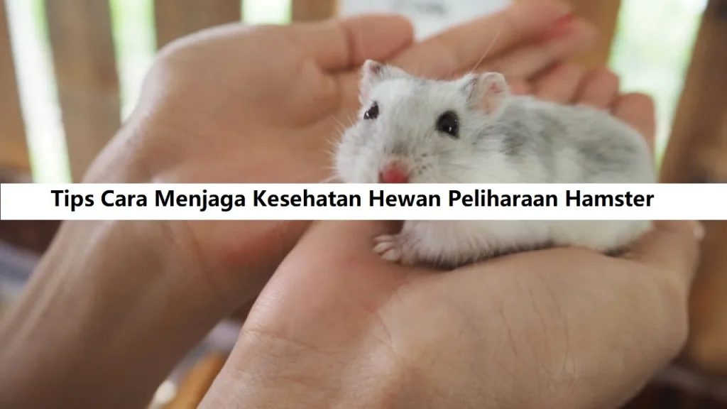 Tips Cara Menjaga Kesehatan Hewan Peliharaan Hamster - Mercyanimal.com