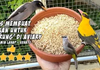 Tips Membuat Pakan untuk Burung-Burung di Aviary Depan Rumah | Dijamin