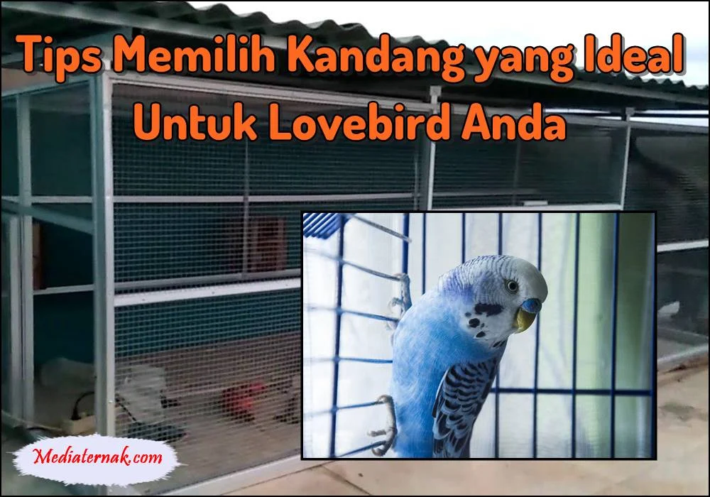 Tips Memilih Kandang yang Ideal untuk Lovebird Anda - MediaTernak.Com