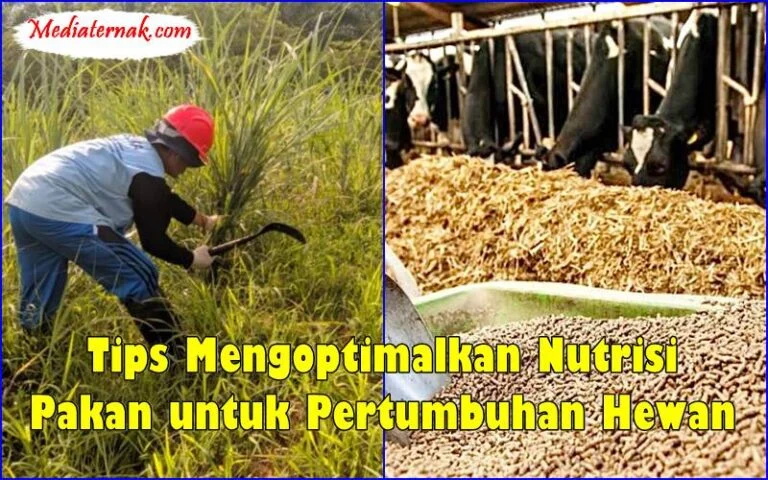 Tips Mengoptimalkan Nutrisi Pakan untuk Pertumbuhan Hewan - MediaTernak.Com