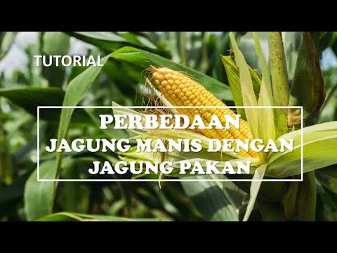 TUTORIAL Perbedaan jagung manis dan jagung pakan atau konsumsi - YouTube