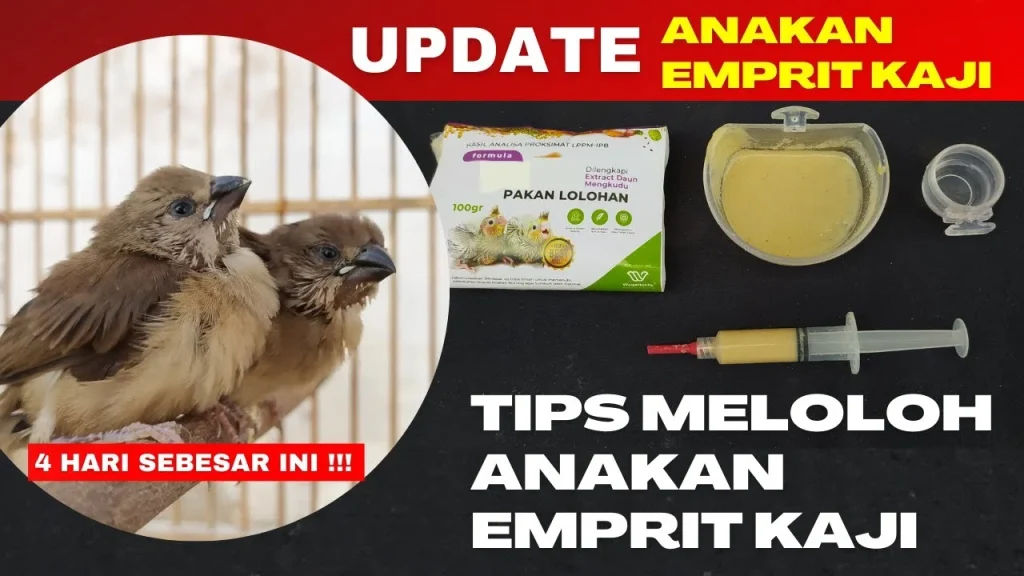 UPDATE ANAKAN EMPRIT KAJI DAN TIPS PAKAN LOLOHAN EMPRIT KAJI AGAR CEPAT