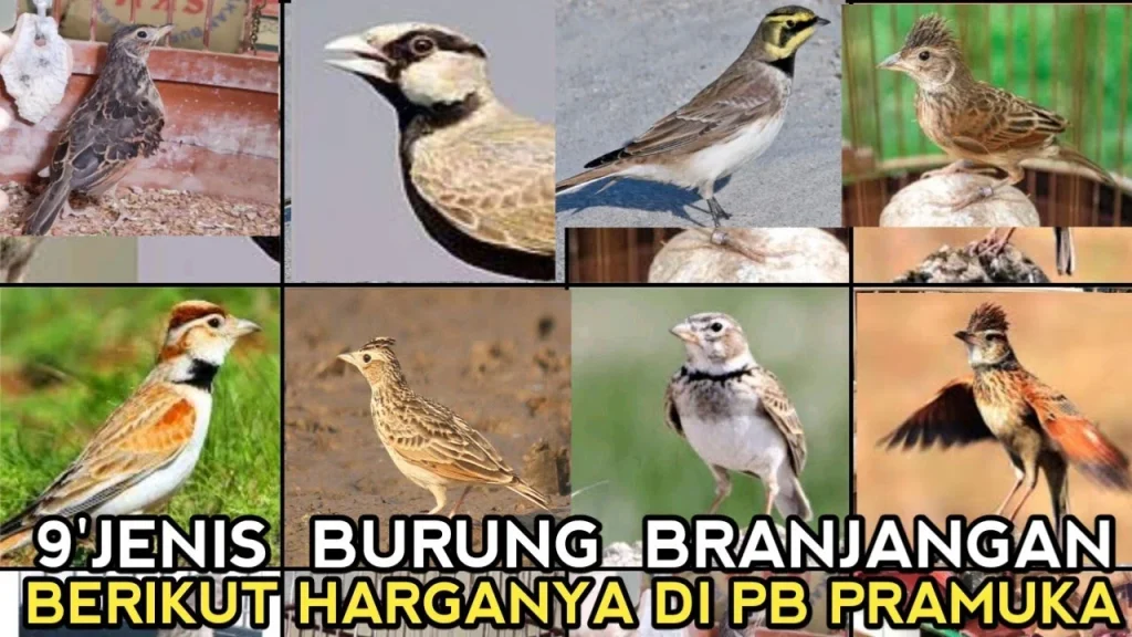 UPDATE HARGA 9'JENIS BURUNG BRANJANGAN LOKAL DAN IMPOR DI PASAR BURUNG