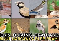 UPDATE HARGA 9'JENIS BURUNG BRANJANGAN LOKAL DAN IMPOR DI PASAR BURUNG