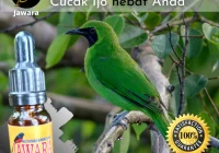 Vitamin Burung Emprit: Pentingnya Asupan Nutrisi untuk Kesehatan dan