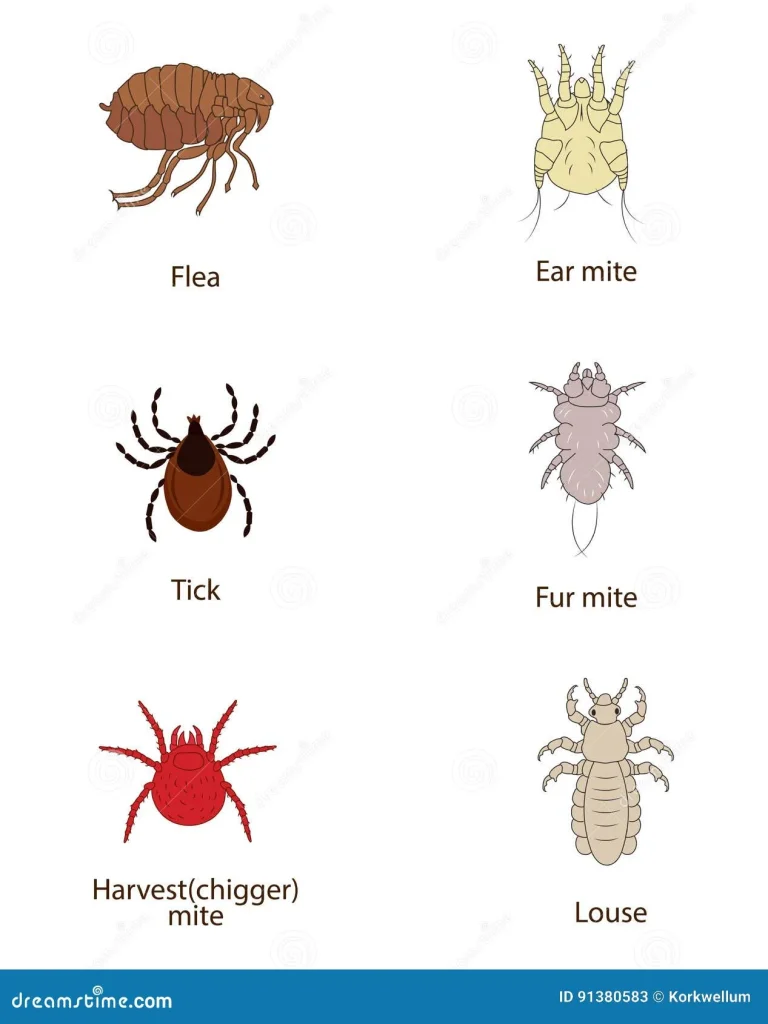 What To Know about Parasites. Skin and Fur Parasites Vector Set. Flea