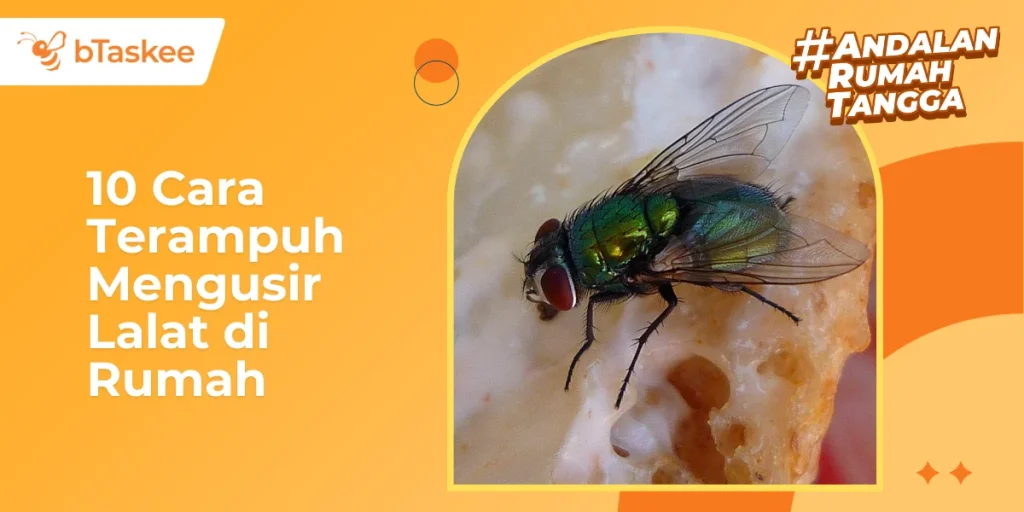 10 Cara Mengusir Lalat di Rumah Terampuh – bTaskee