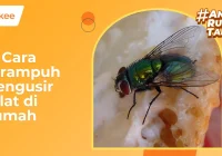 10 Cara Mengusir Lalat di Rumah Terampuh – bTaskee