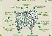 11 Manfaat Daun Sirih Untuk Kesehatan - Cairo Food