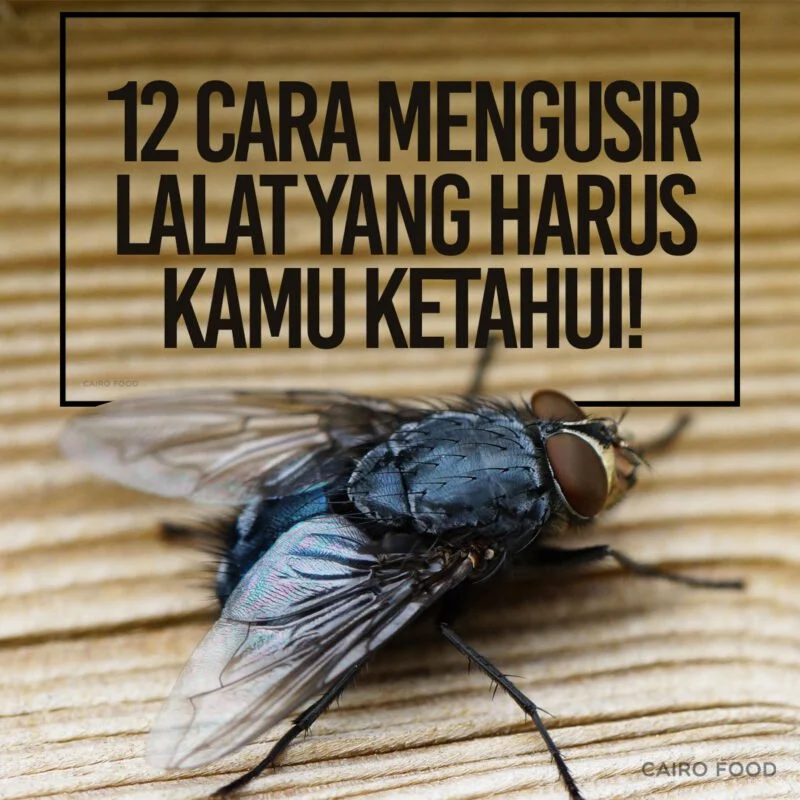 12 Cara Mengusir Lalat Yang Harus Kamu Ketahui! - Cairo Food