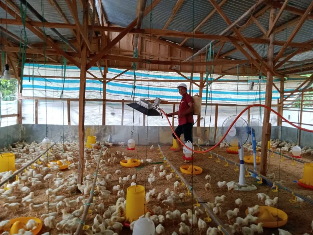13 Pembahasan Lengkap EM4 Peternakan Ayam