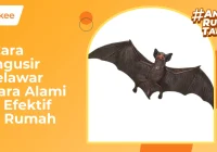 14 Cara Mengusir Kelelawar Secara Alami & Efektif dari Rumah – bTaskee