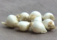 17+ Cara Mengusir Lalat di Rumah dengan Mudah (100% Work)