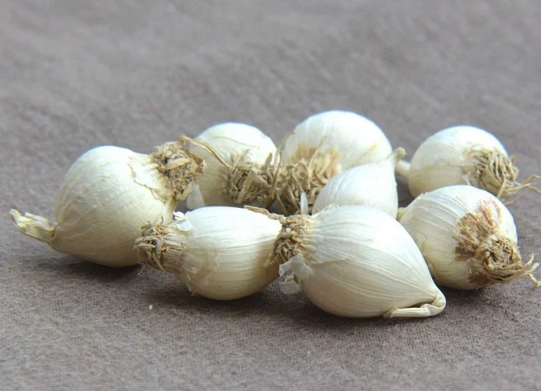 17+ Cara Mengusir Lalat di Rumah dengan Mudah (100% Work)