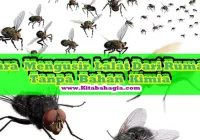 2 Cara Mudah Mengusir Lalat