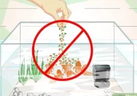3 Cara untuk Menjaga Kebersihan Air Akuarium - wikiHow