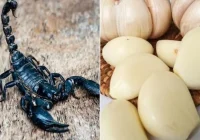 4 Bahan Alami untuk Pertolongan Pertama saat Tersengat Kalajengking