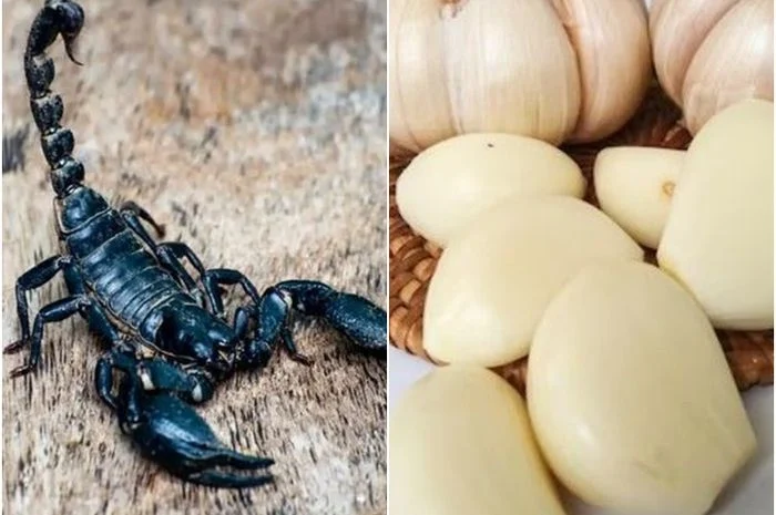 4 Bahan Alami untuk Pertolongan Pertama saat Tersengat Kalajengking