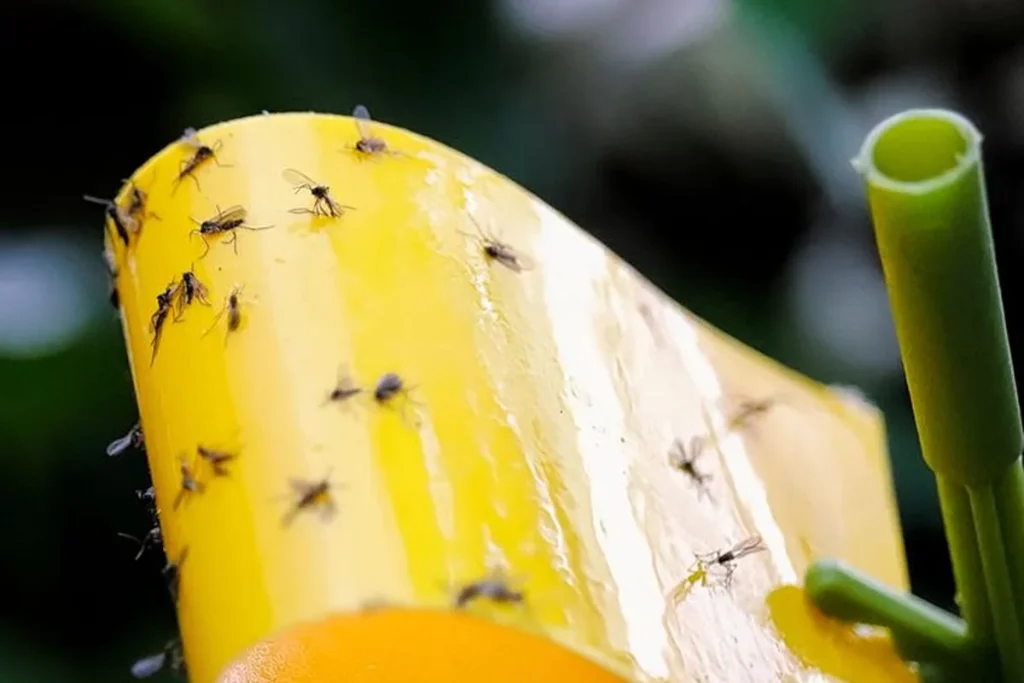 4 Cara Mengusir Lalat dari Rumah, Cepat dan Aman