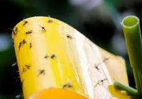 4 Cara Mengusir Lalat dari Rumah, Cepat dan Aman