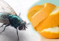 5 Cara Mengusir Lalat di Dalam Rumah dengan Bahan Alami Tanpa Semprotan