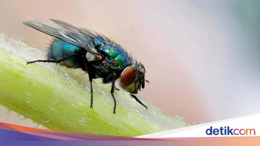 5 Cara Mengusir Lalat di Siang Hari yang Aman, Ampuh, dan Paling Efektif